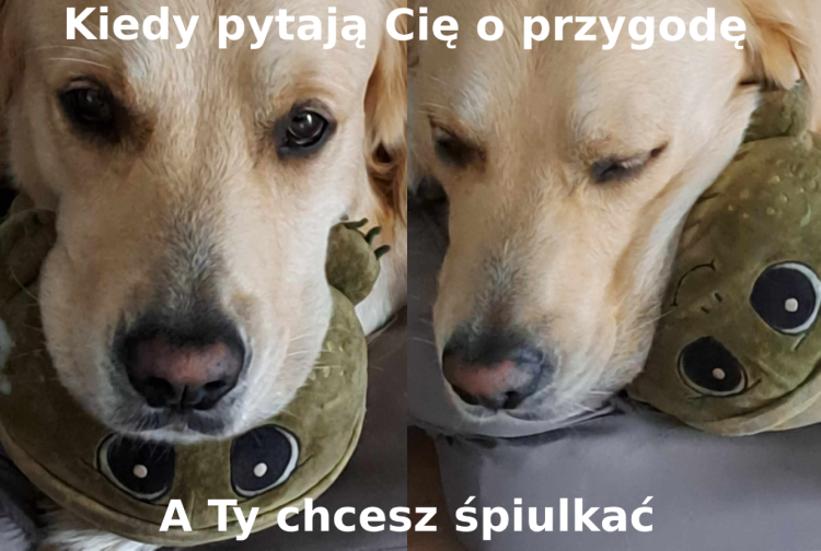 Nowy projekt.png